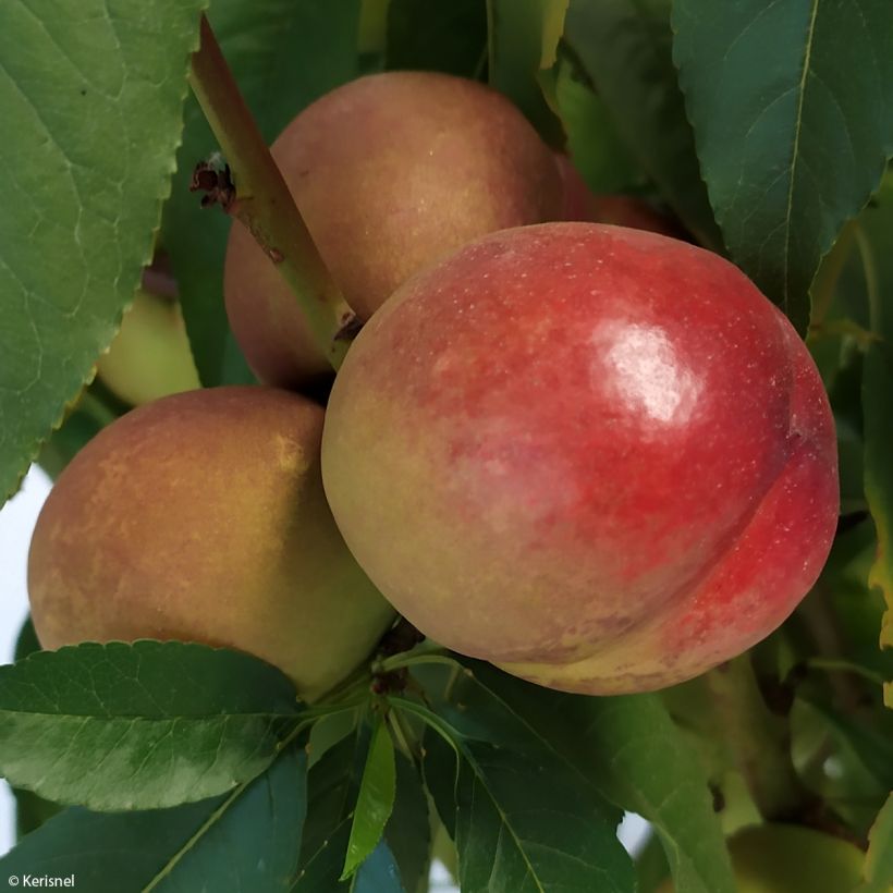 Prunus persica Fruit Me Necta Me - Dwarf Nectarine Peach Tree (Harvest)