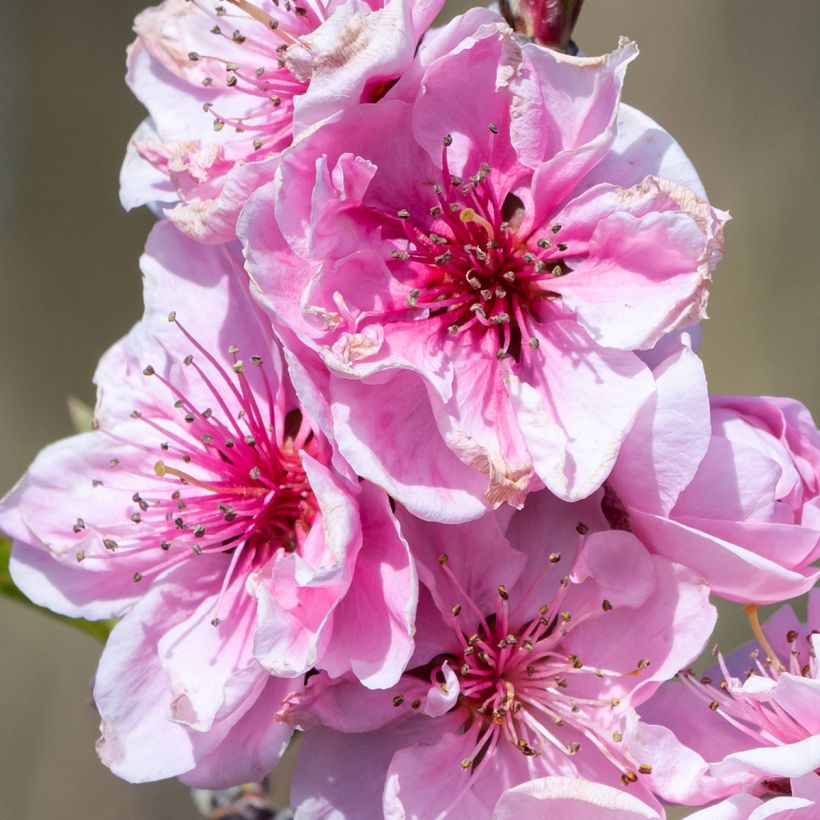 Prunus persica Fruit Me Necta Me - Dwarf Nectarine Peach Tree (Flowering)