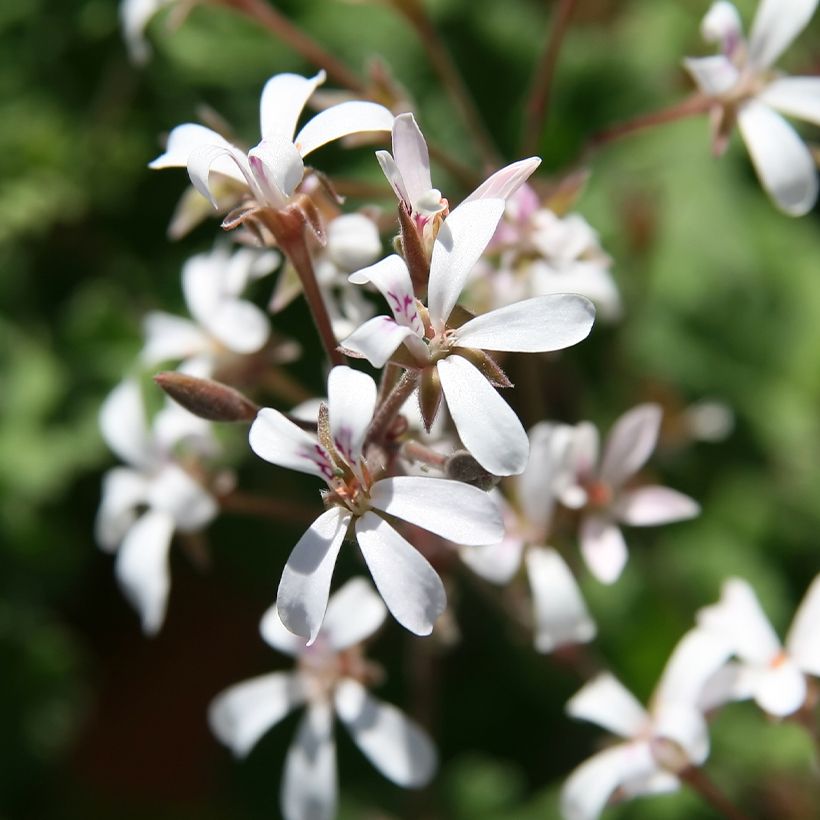 Pelargonium Ardwick Cinnamon (Flowering)