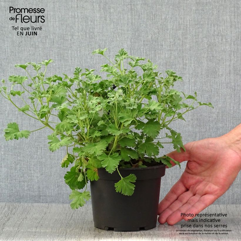 Pelargonium Ardwick Cinnamon 1.5L/2L pot sample as delivered in summer