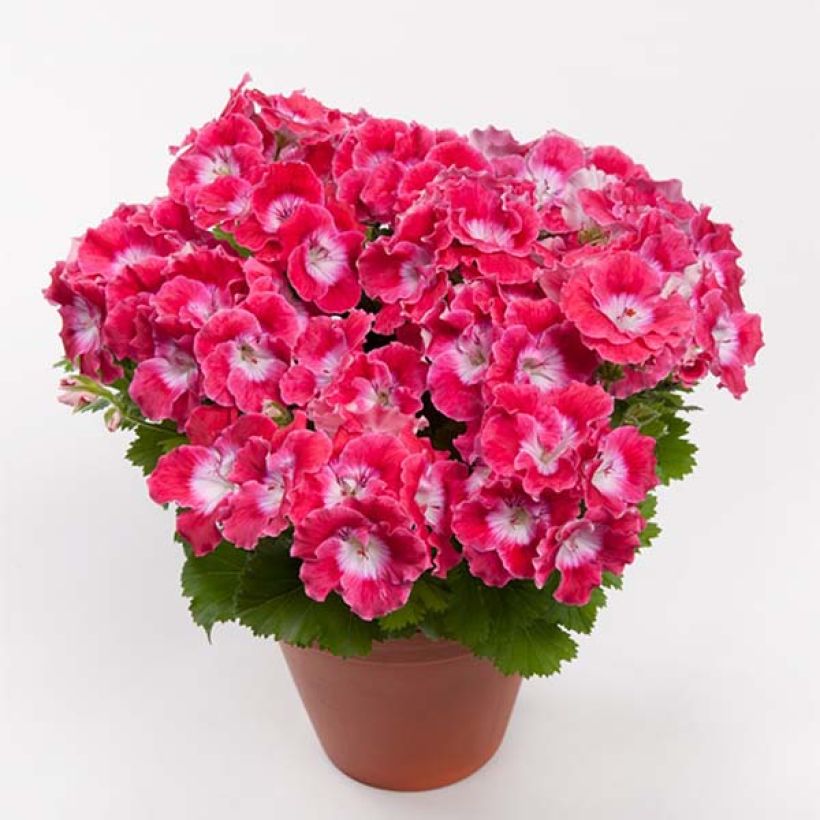 Pelargonium Bermuda Cherry - Regal Geranium (Flowering)