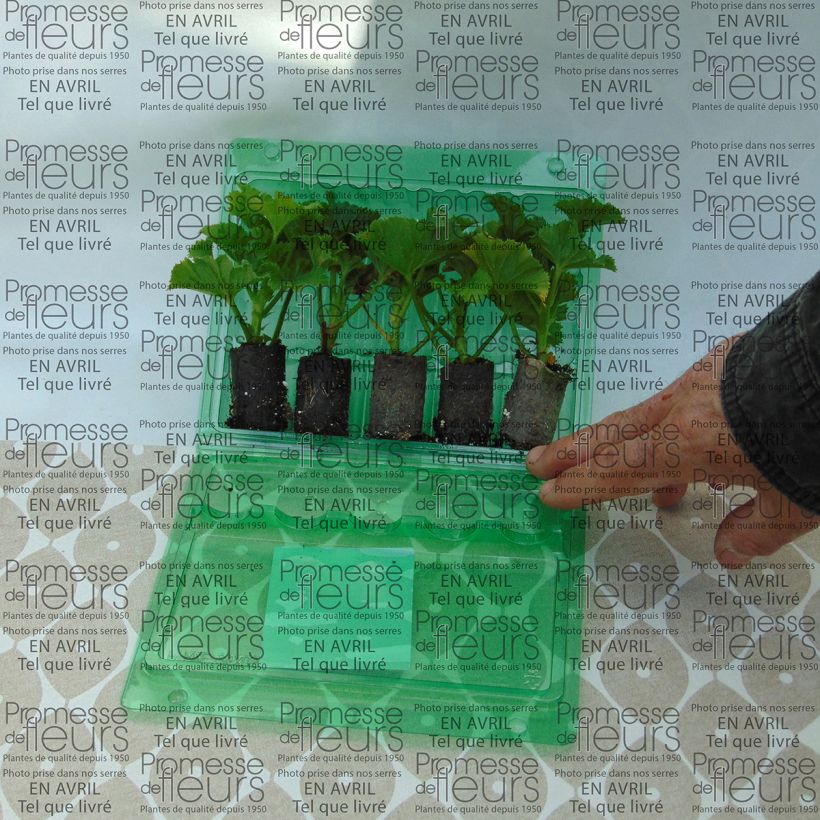 Example of Pelargonium Bermuda Cherry - Regal Geranium Plug plant 3/4cm specimen as delivered