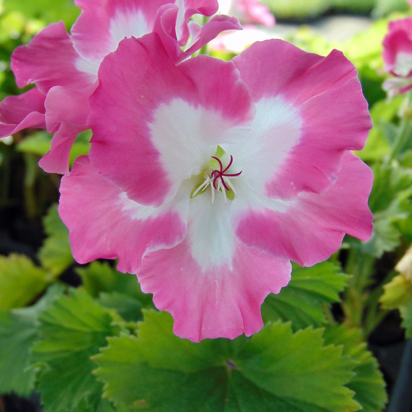 Pelargonium Bermuda Pink - Regal Geranium (Flowering)