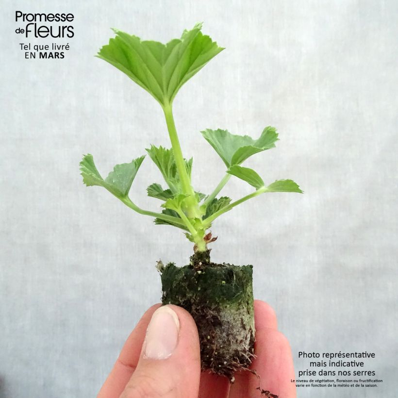 Pelargonium Burghi - Regal Geranium Plug plant 3/4cm sample as delivered in spring