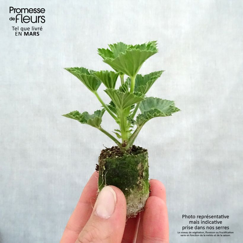 Pelargonium Cynthia - Regal Geranium Plug plant 3/4cm sample as delivered in spring