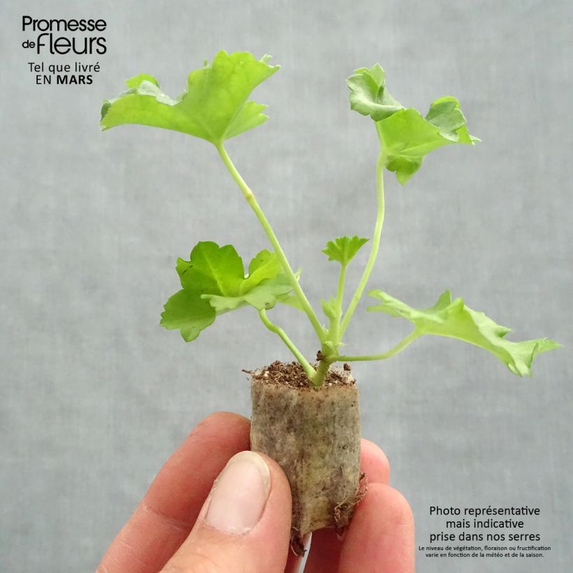 Pelargonium Double Apricot Salmon Orange - Ivy Geranium Plug plant 3/4cm sample as delivered in spring