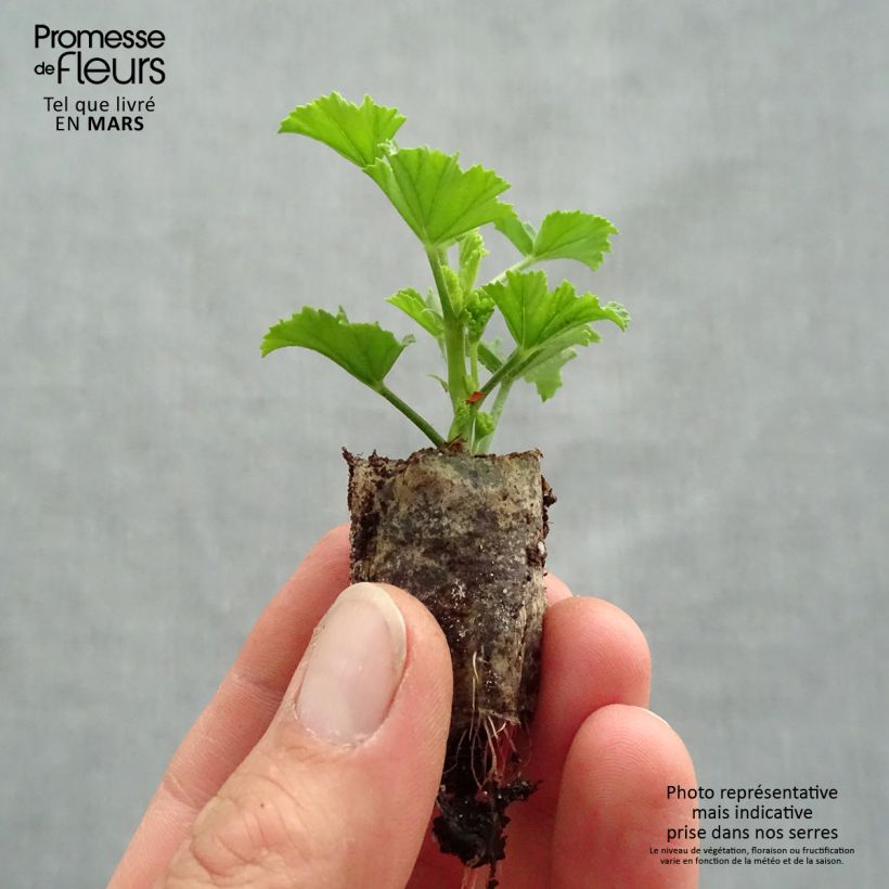 Pelargonium crispum Angel Eyes Bicolor Purple White Plug plant 1.5/2.5 cm sample as delivered in spring