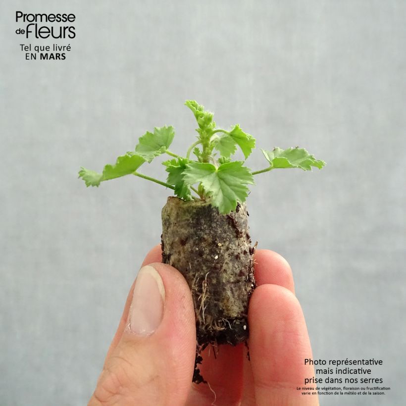 Pelargonium Angel Eyes Magenta - Regal Geranium Plug plant 3/4cm sample as delivered in spring
