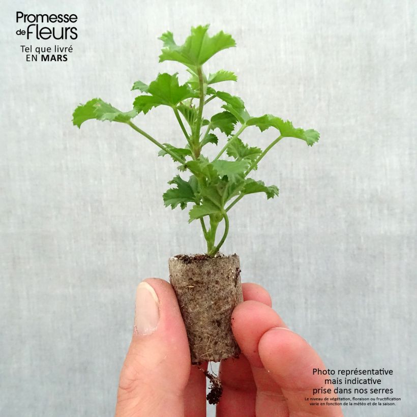 Pelargonium Angel Eyes Randy - Regal Geranium Plug plant 3/4cm sample as delivered in spring