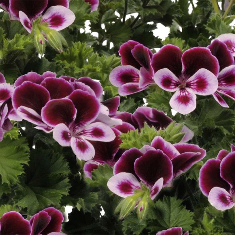 Pelargonium Angel's Perfume - Regal Geranium (Flowering)