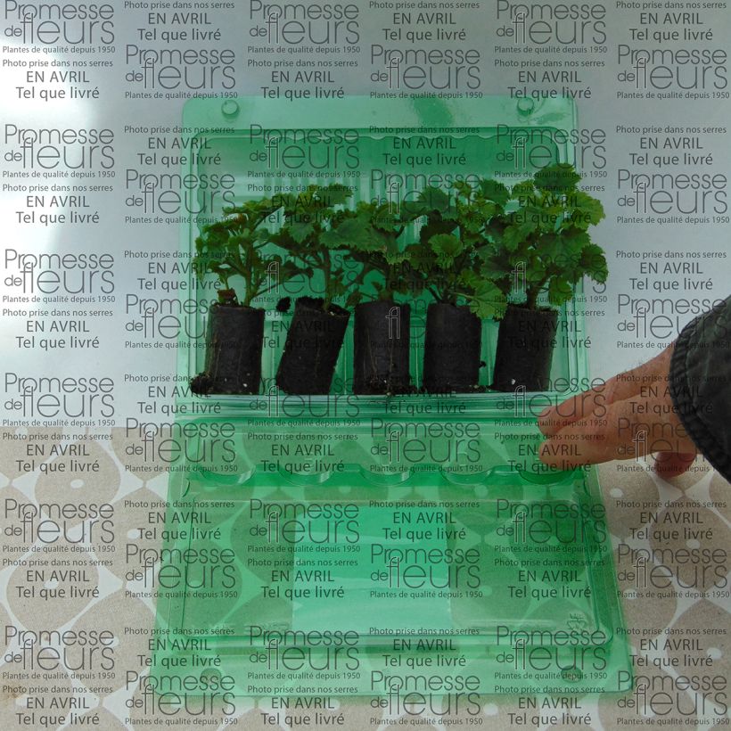Example of Pelargonium Angeleyes Randy Plug plant 3/4cm specimen as delivered