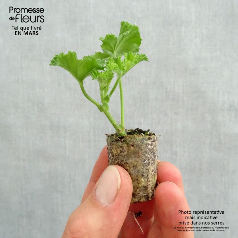 Pelargonium Angel's Perfume - Regal Geranium Plug plant 3/4cm sample as delivered in spring