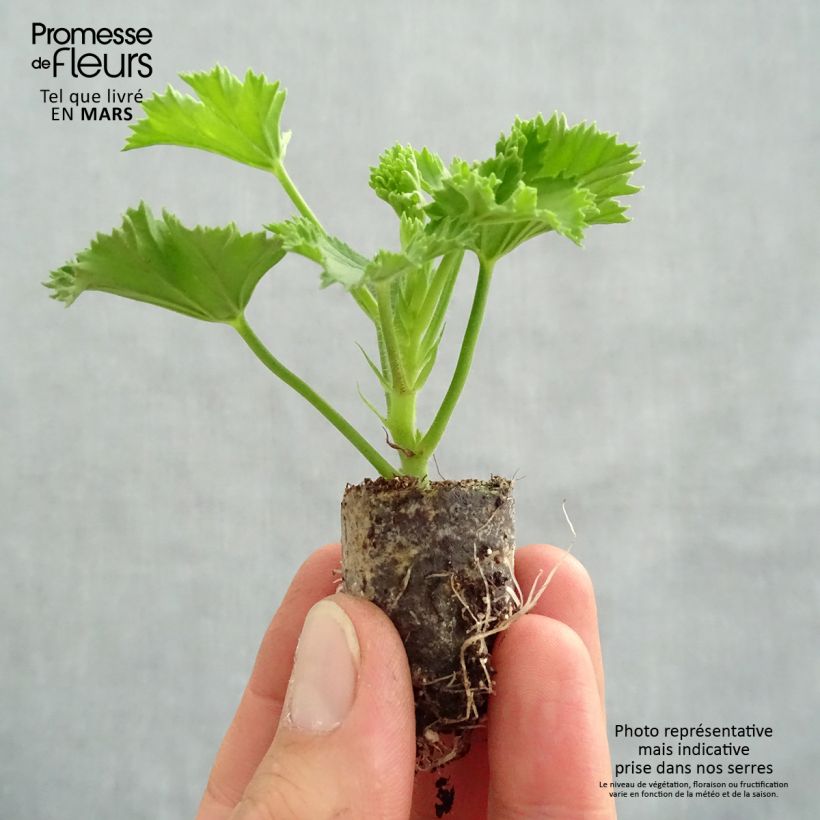 Pelargonium Candy Flowers Peach Cloud Plug plant 3/4cm sample as delivered in spring