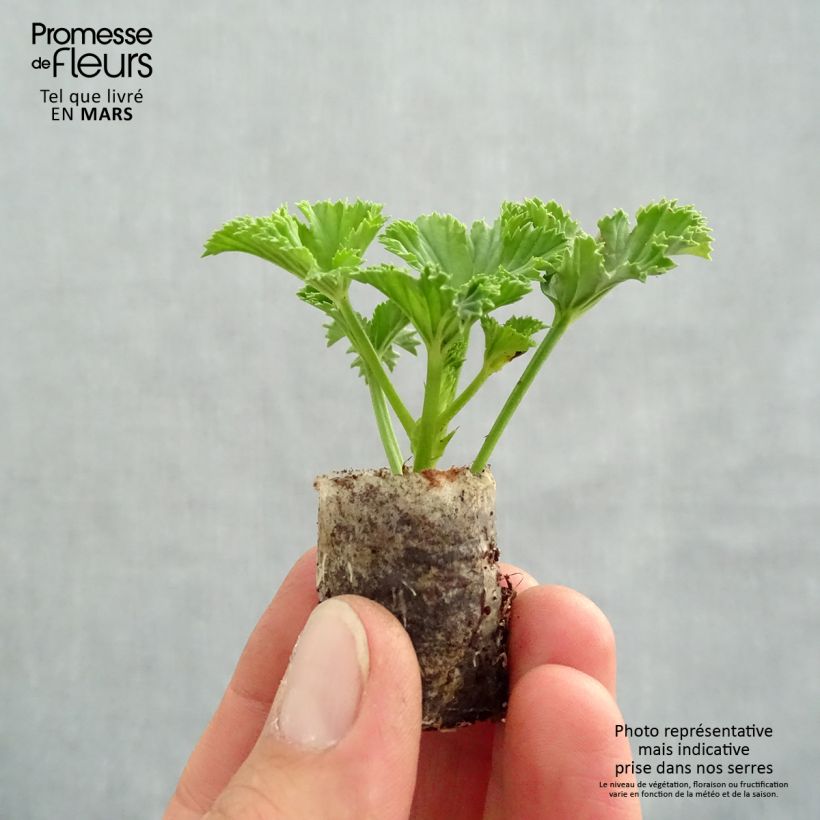 Pelargonium Candy Flowers White Plug plant 3/4cm sample as delivered in spring