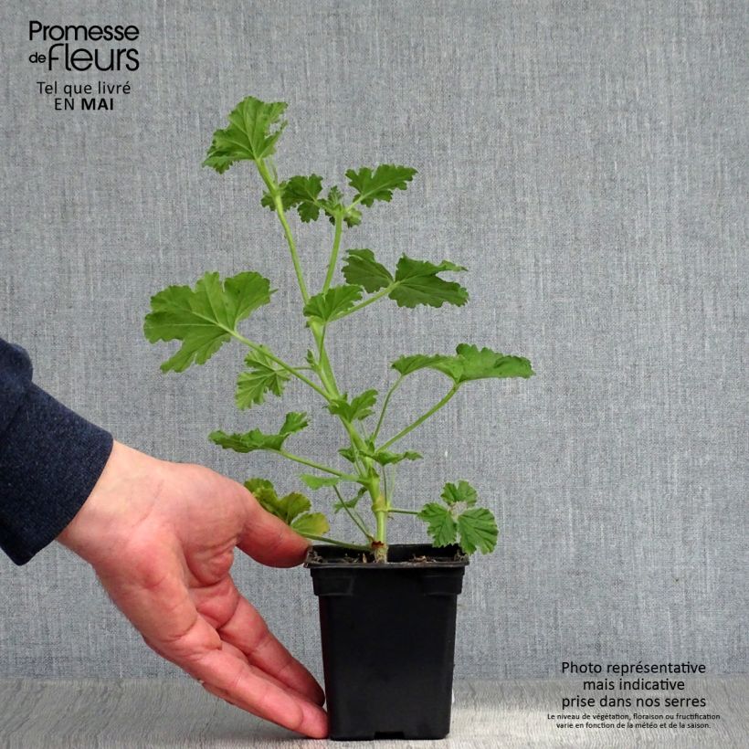 Pelargonium Attar of Roses 7/8 cm pot sample as delivered in spring