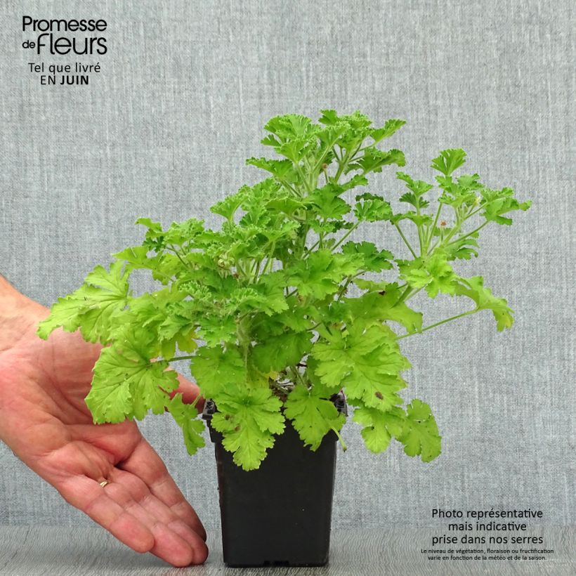 Pelargonium Concolour Lace 7/8 cm pot sample as delivered in summer