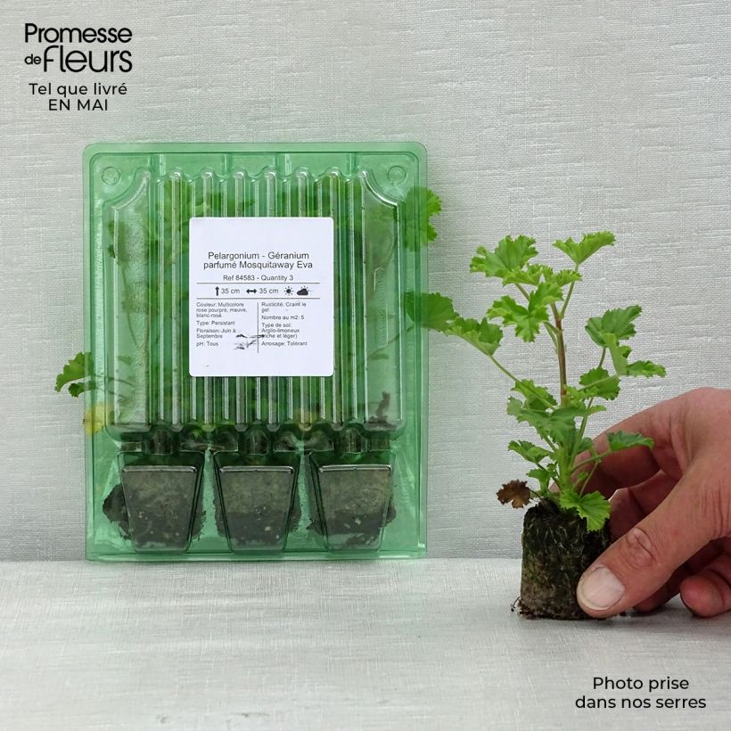 Pelargonium Mosquitaway Eva - Regal geranium Plug plant 3/4cm sample as delivered in spring