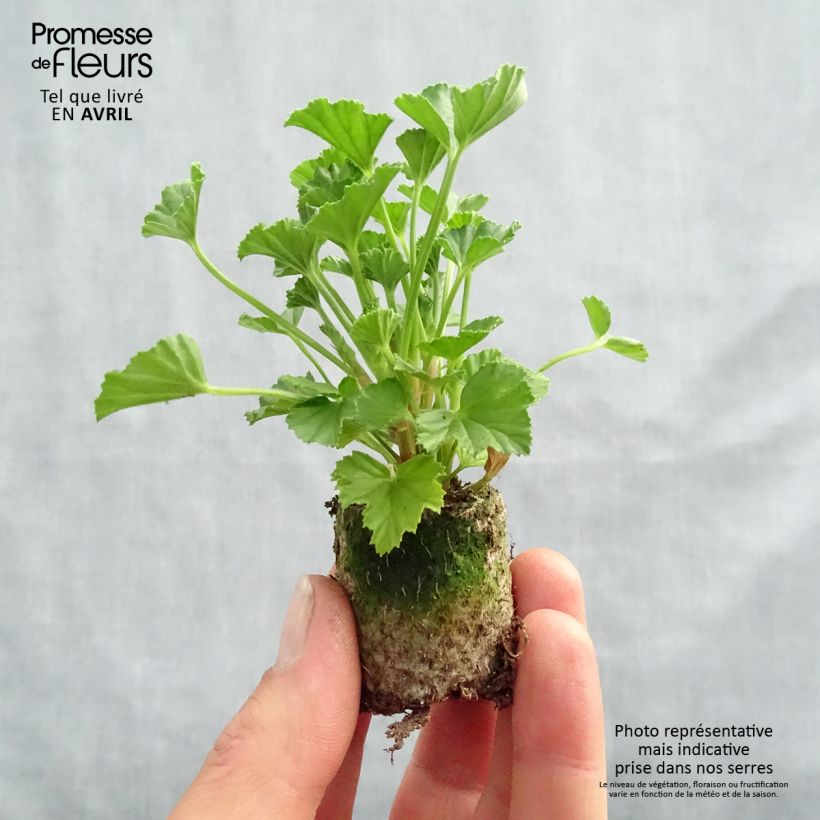 Pelargonium Mosquitaway Lizzy Plug plant 3/4cm sample as delivered in spring