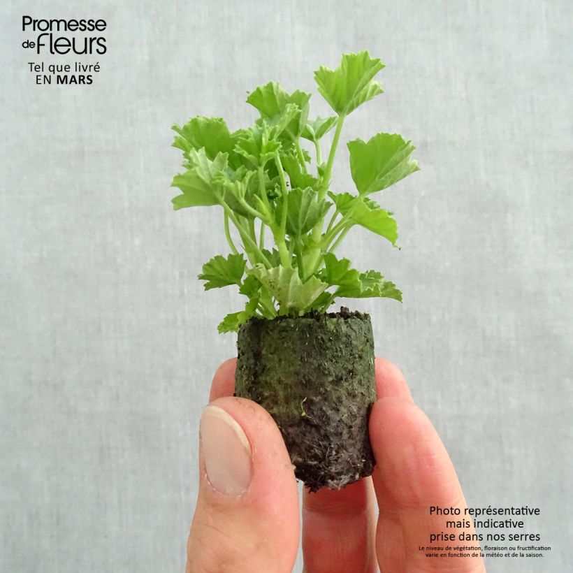 Pelargonium Mosquitaway Megan Plug plant 3/4cm sample as delivered in spring