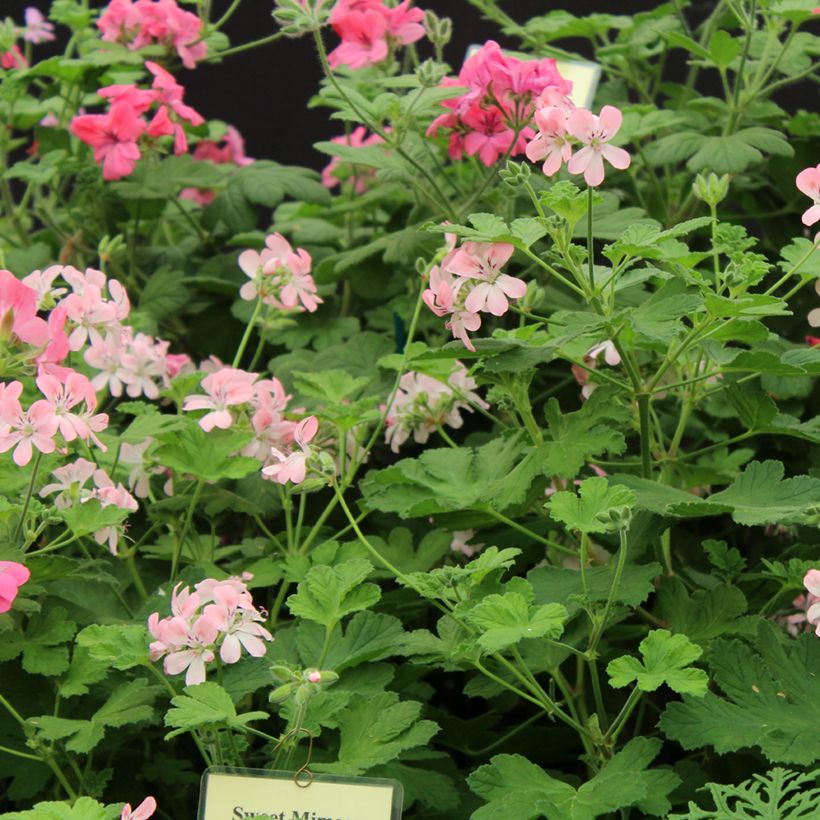 Pelargonium Sweet Mimosa (Flowering)
