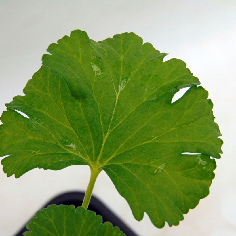 Pelargonium fragrans (Foliage)