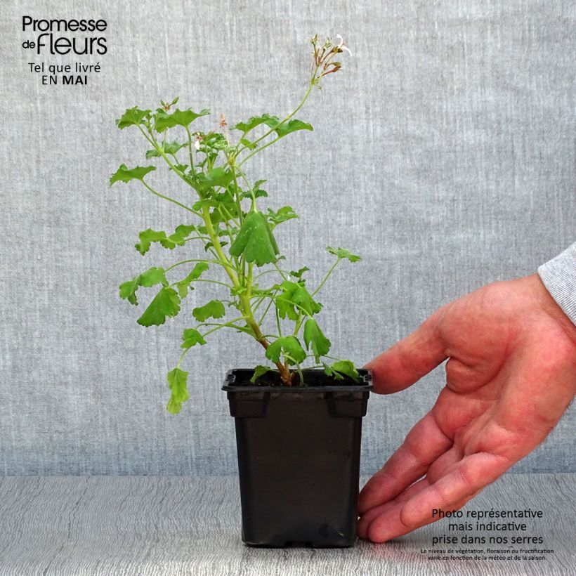 Pelargonium fragrans 7/8 cm pot sample as delivered in spring