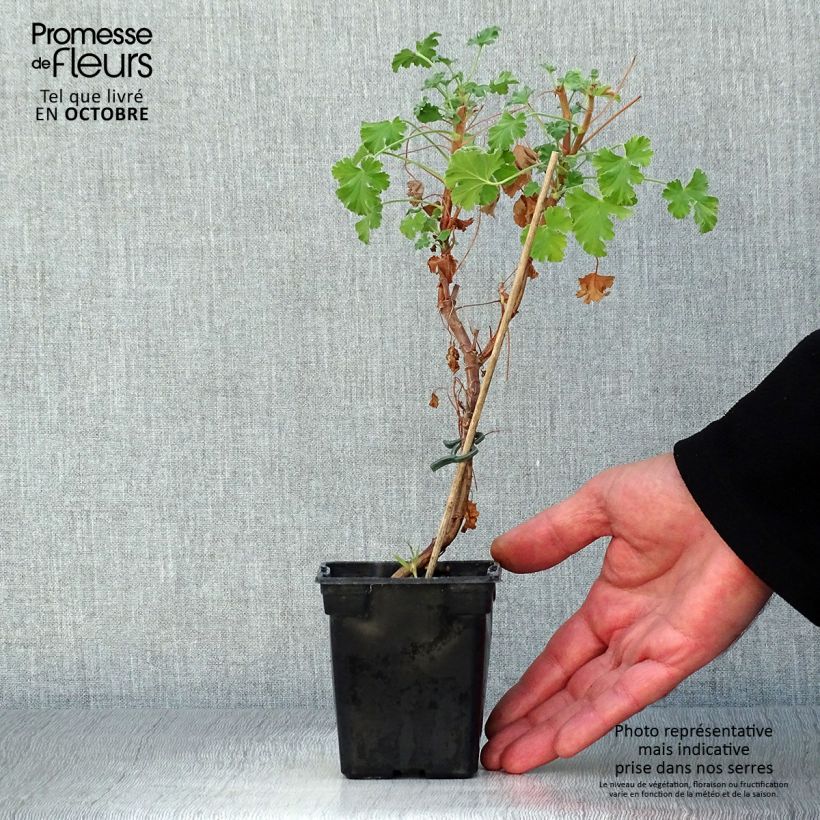 Pelargonium fragrans 7/8 cm pot sample as delivered in autumn