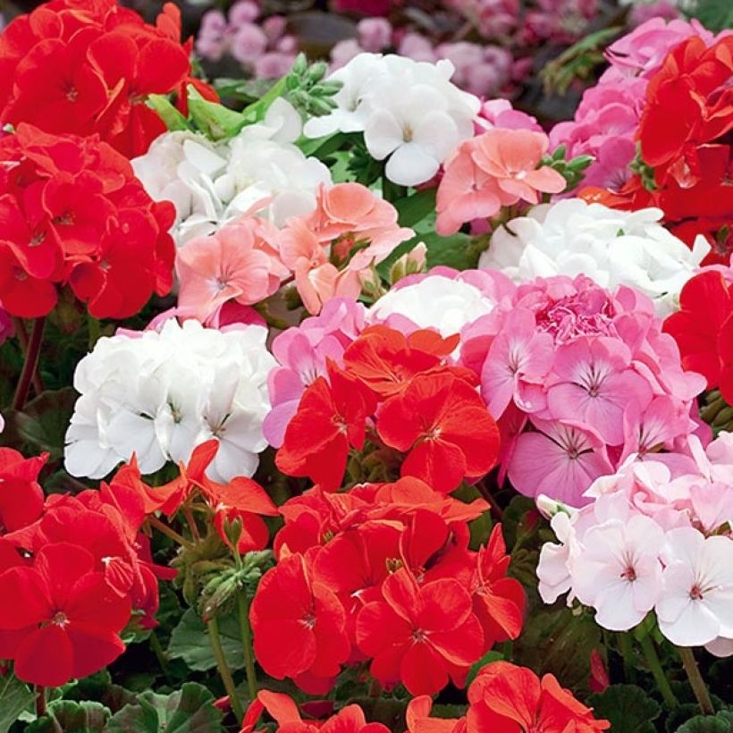 Pelargonium hortorum Inspire Mix (Flowering)