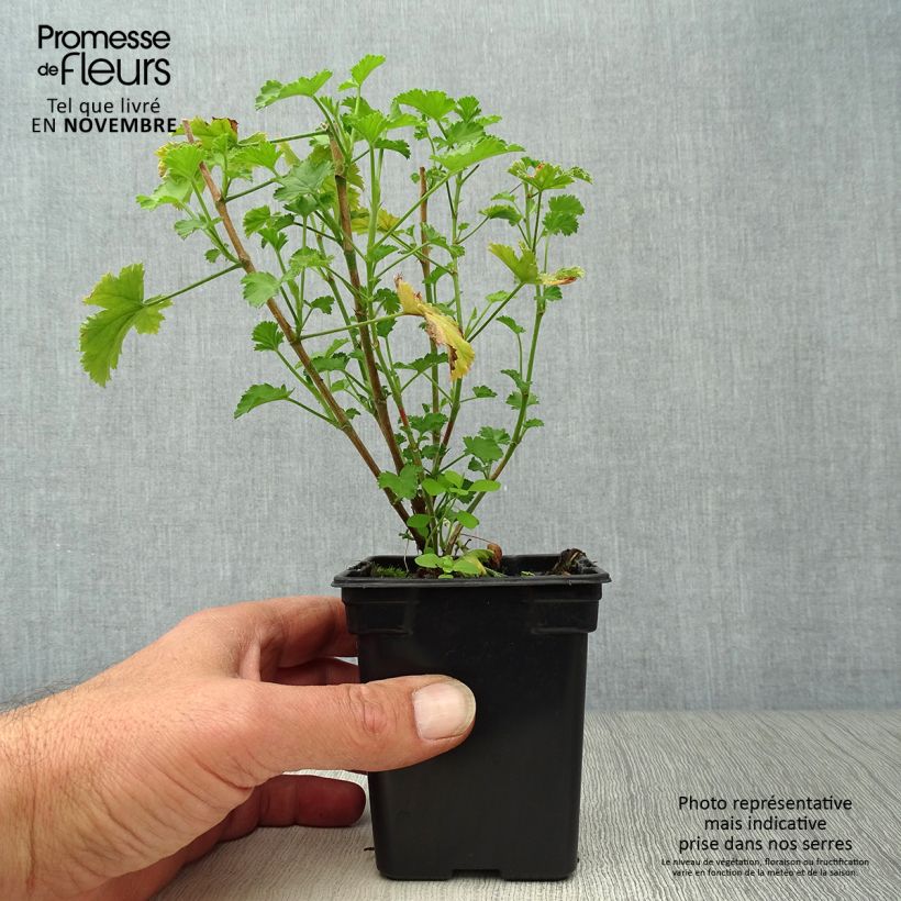 Pelargonium citriodorum Prince Of Orange 7/8 cm pot sample as delivered in autumn
