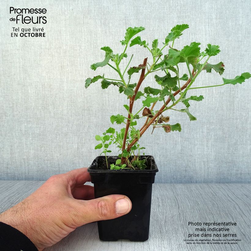 Pelargonium crispum Prince Rupert sample as delivered in autumn