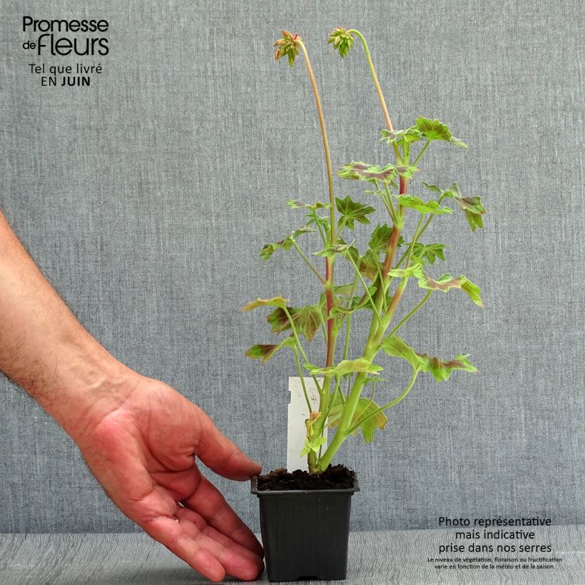 Pelargonium Stella Bird Dancer 8/9 cm pot sample as delivered in summer