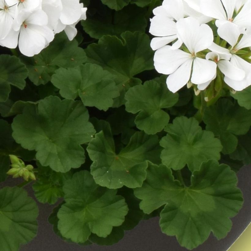 Pelargonium TwoinOne White (Foliage)