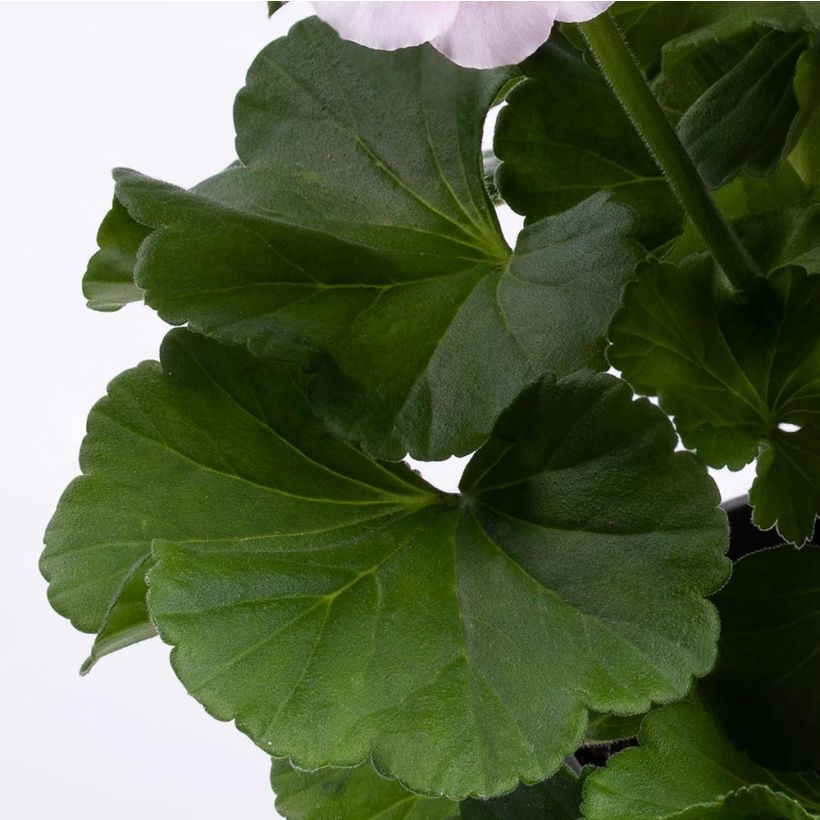 Pelargonium TwoinOne White Splash (Foliage)