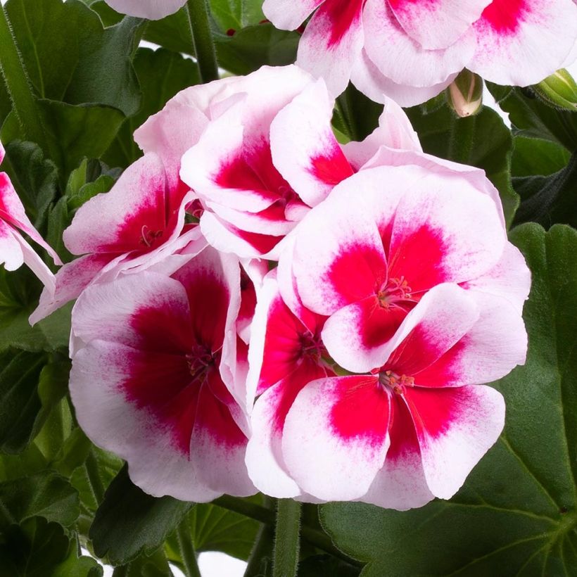 Pelargonium TwoinOne White Splash (Flowering)