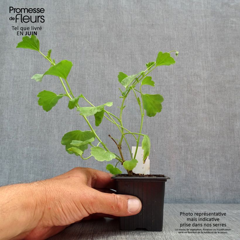Pelargonium acetosum sample as delivered in spring