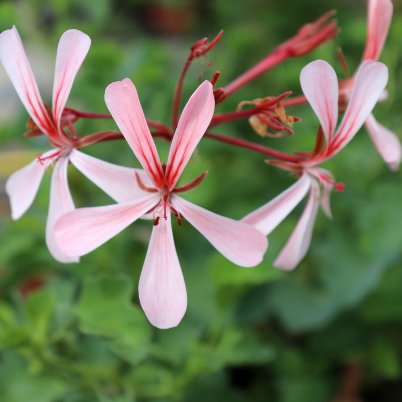 Pelargonium acetosum (Flowering)