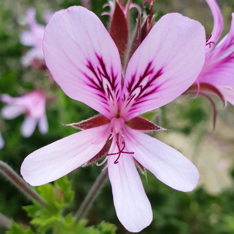 Pelargonium crispum 'Peach Cream' (Flowering)