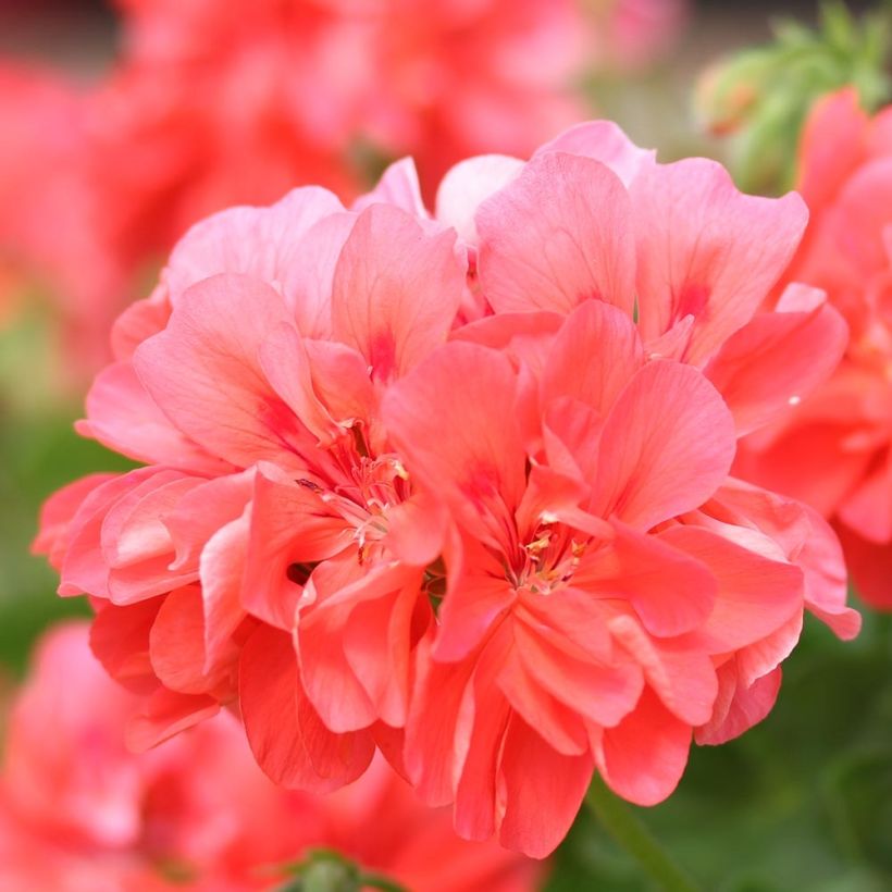 Pelargonium Double Apricot - Ivy Geranium (Flowering)