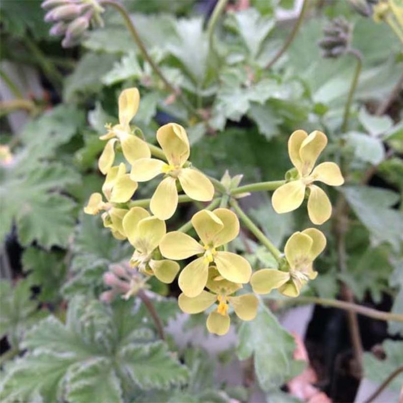 Pelargonium gibbosum (Flowering)