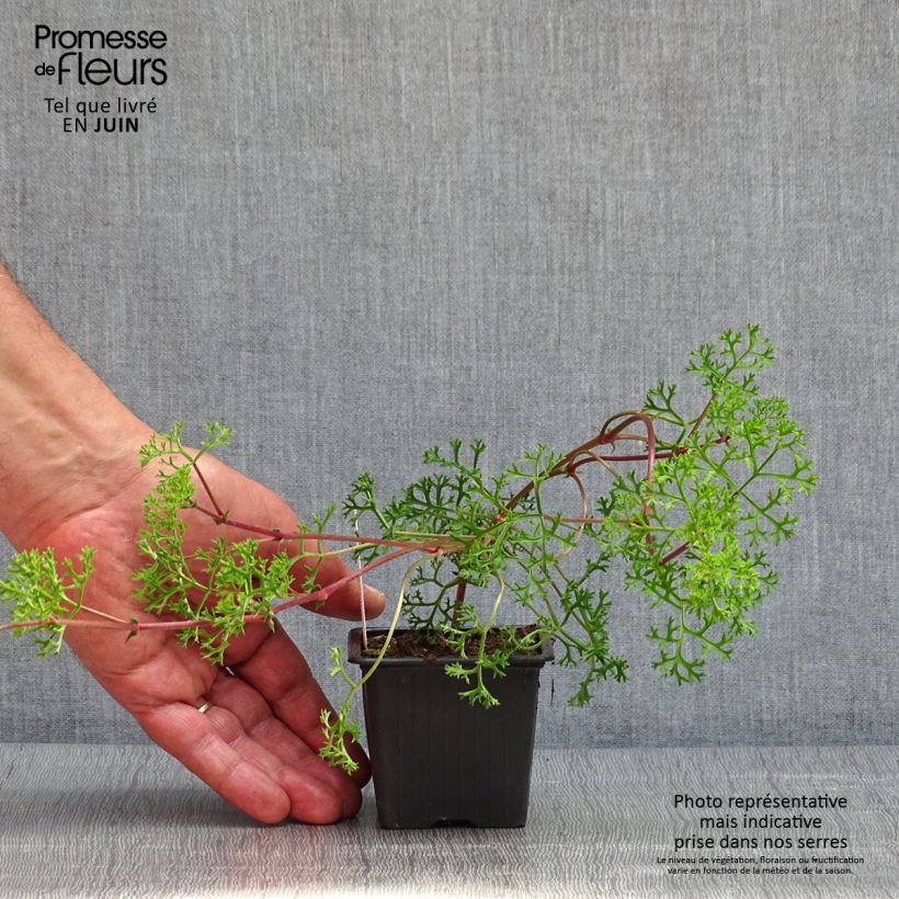 Pelargonium fruticosum - Géranium botanique odorant - Godet de 8/9 cm sample as delivered in spring