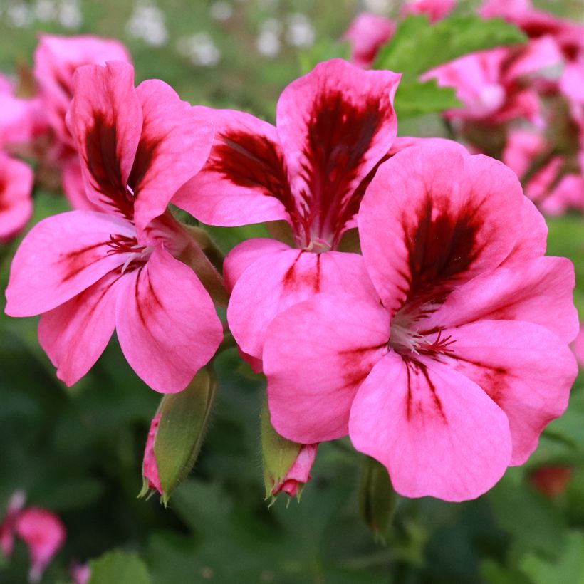 Pelargonium Brunswick - Regal Geranium (Flowering)