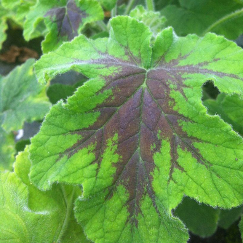 Pelargonium x tomentosum Chocolate (Foliage)