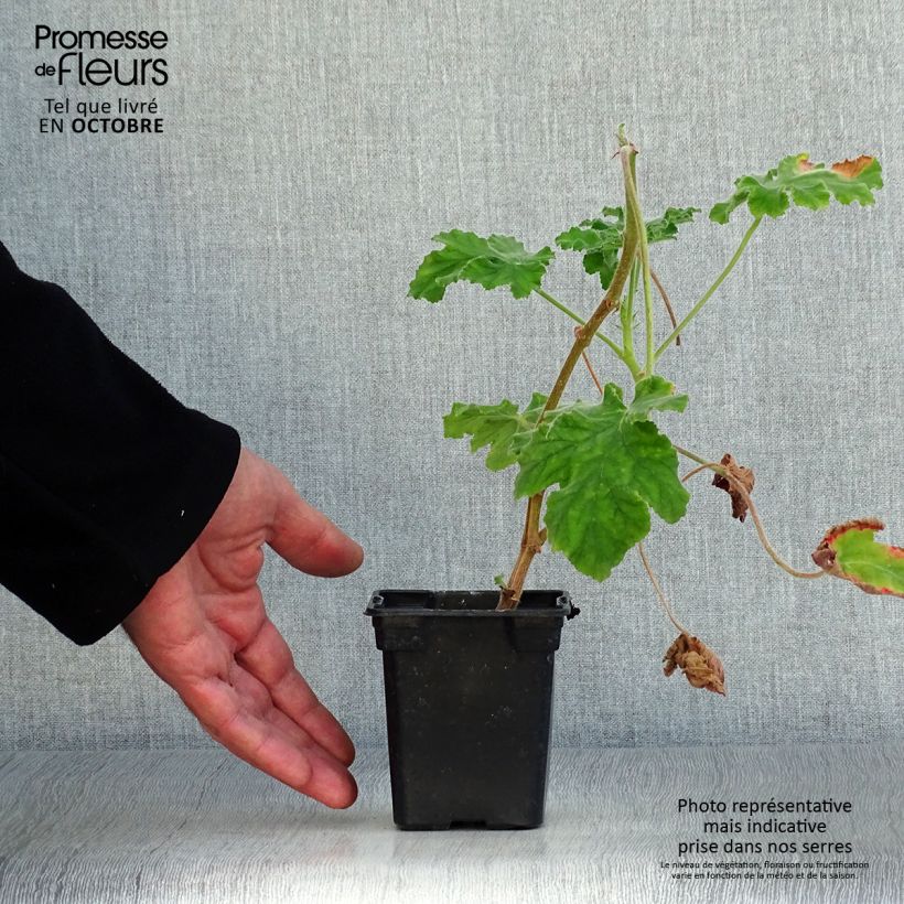 Pelargonium x tomentosum Chocolate 7/8 cm pot sample as delivered in autumn