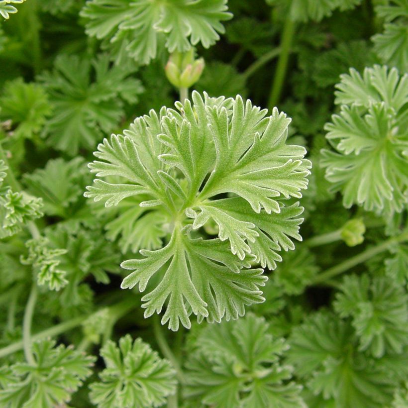 Pelargonium Deerwood Lavender (Foliage)