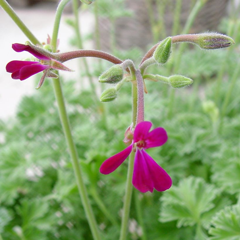 Pelargonium Deerwood Lavender (Flowering)