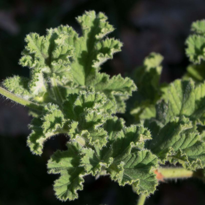 Pelargonium Endsleigh (Foliage)