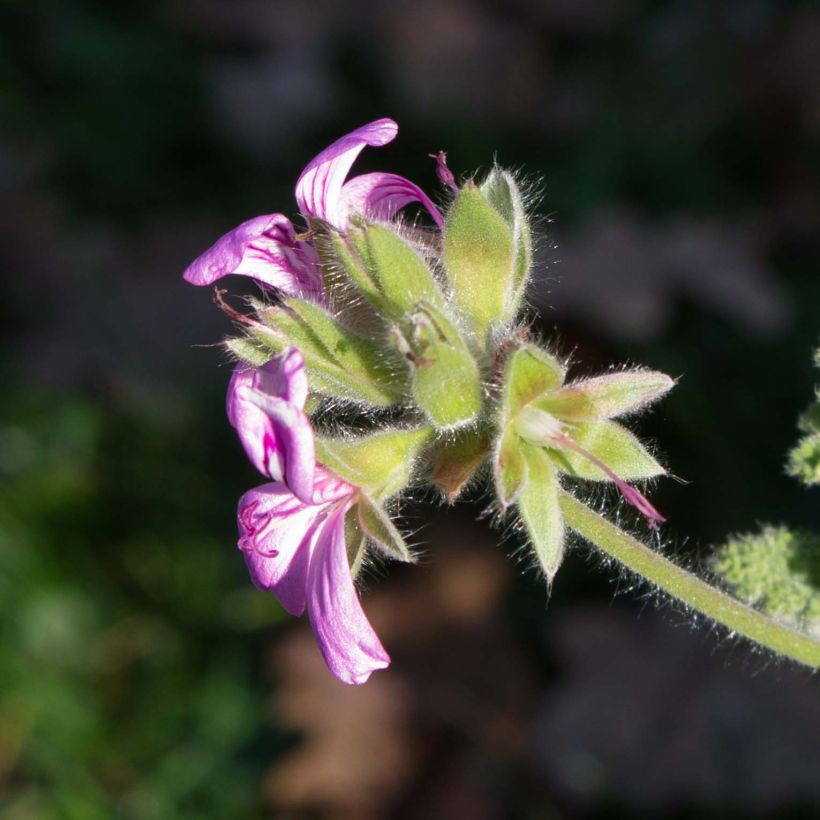 Pelargonium Endsleigh (Flowering)