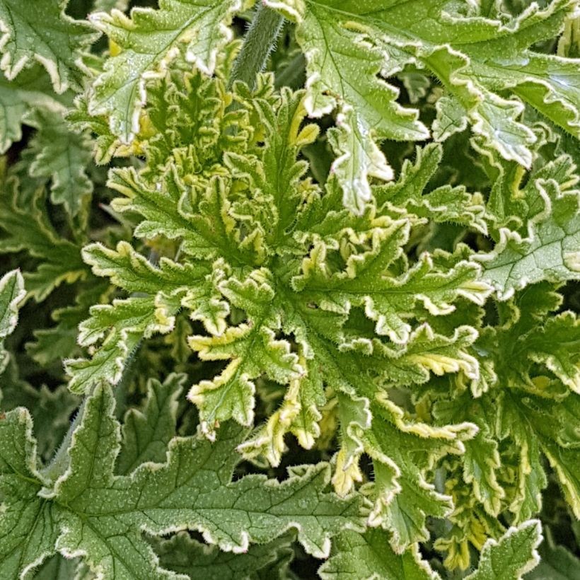 Pelargonium graveolens 'Lady Plymouth' (Foliage)