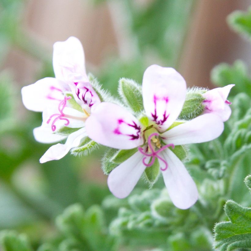 Pelargonium graveolens 'Lady Plymouth' (Flowering)