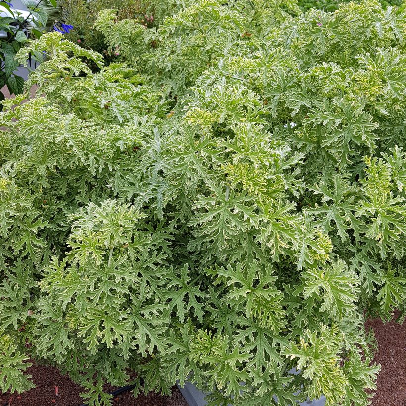 Pelargonium graveolens 'Lady Plymouth' (Plant habit)